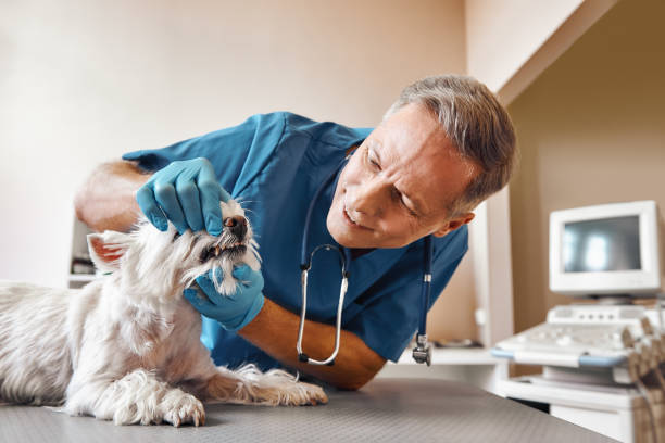Best Emergency Care for Gum Disease in Weimar, TX